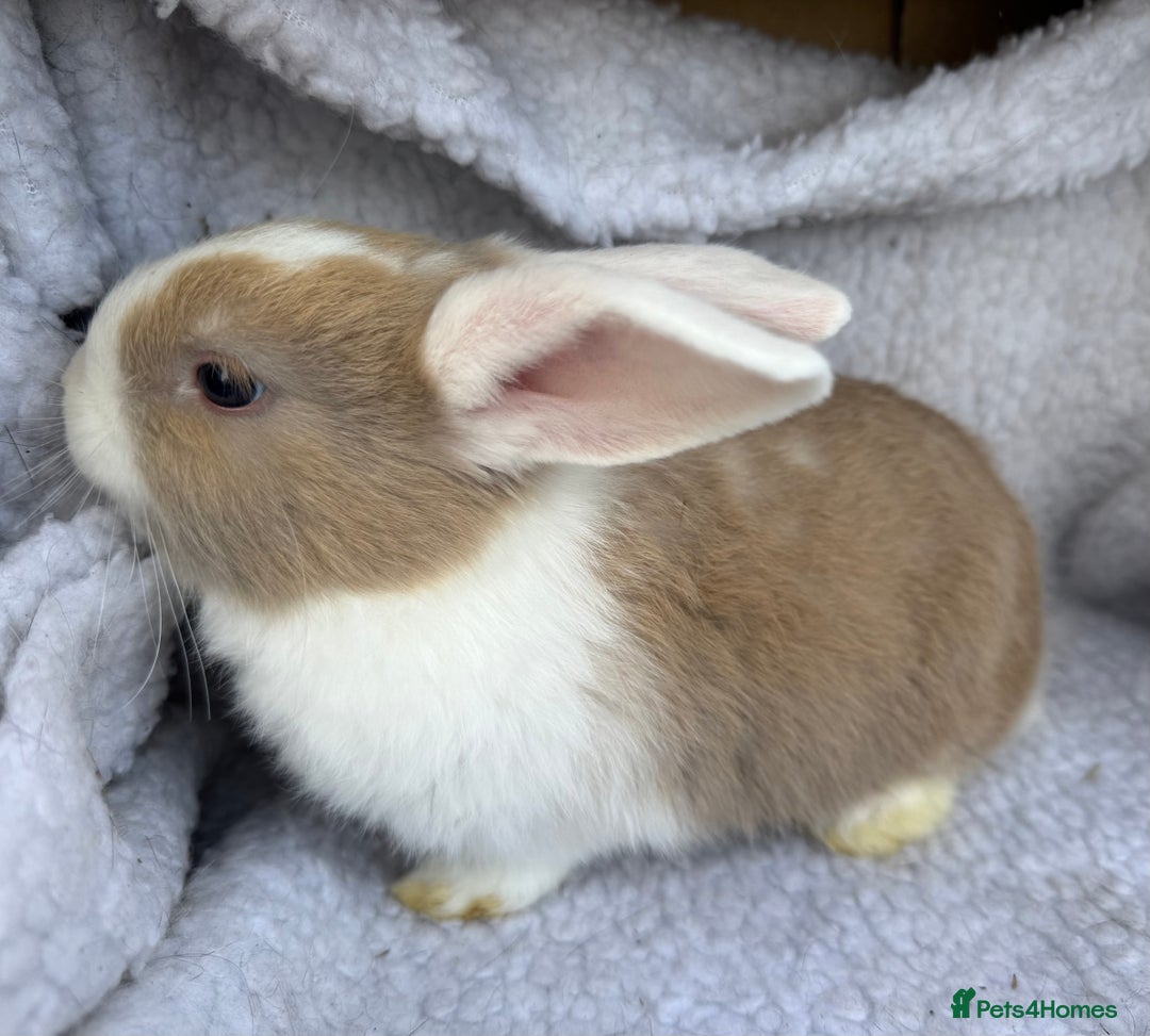 Mini Lop rabbits for sale: Pure Bred Mini Lop Babies - Advert 9