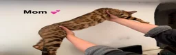 Bengal cats for sale: bengal female kittens - Advert 3