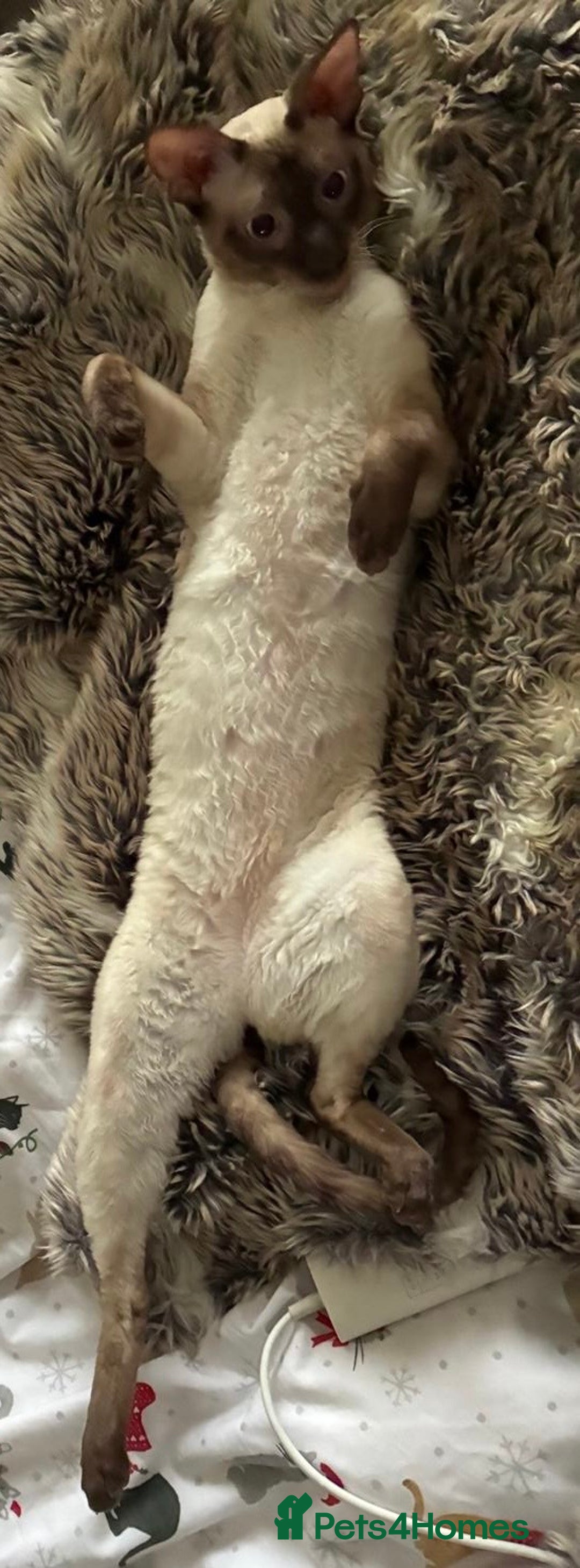 Cornish Rex cats for sale: Cornish Rex Chocolate Point Male 9 months £500 - Advert 9