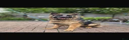 German Shepherd dogs for sale: Kc German Shepard long haired  - Advert 4