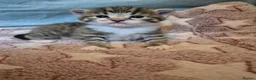 Mixed Breed cats for sale: Stunning Mixed breed kittens for sale! - Advert 11