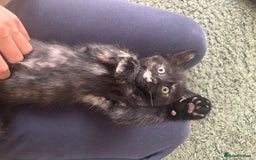 Mixed Breed cats for sale: Last girl left 🐈‍⬛ ready to leave  - Image 6