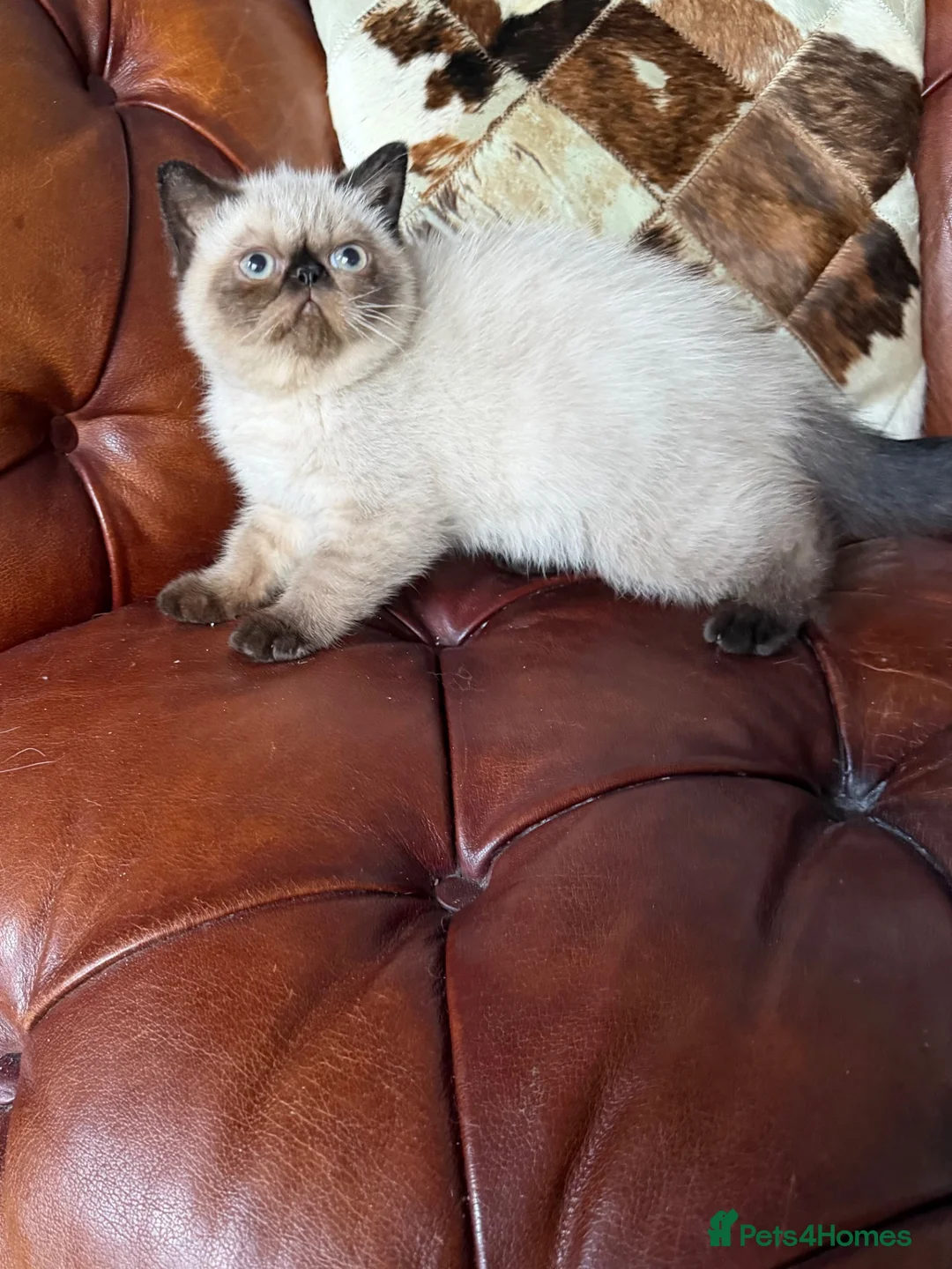 Exotic cats for sale: Last remaining Seal Point Female - Advert 2