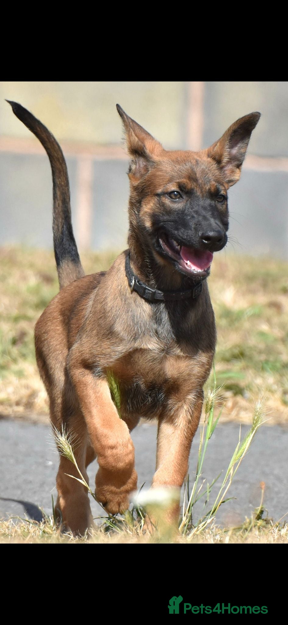 Belgian Shepherd Dog dogs Ringsport fci knpv malinois price reduced  - Advert 16