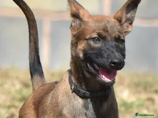 Belgian Shepherd Dog dogs Ringsport fci knpv malinois price reduced - Advert 16