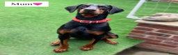 Dobermann dogs for sale: 🩶 Top quality KC registered Doberman puppies! 🩶 - Advert 11
