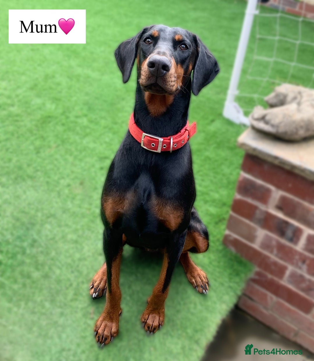 Dobermann dogs for sale: 🩶 Top quality KC registered Doberman puppies! 🩶 - Advert 11