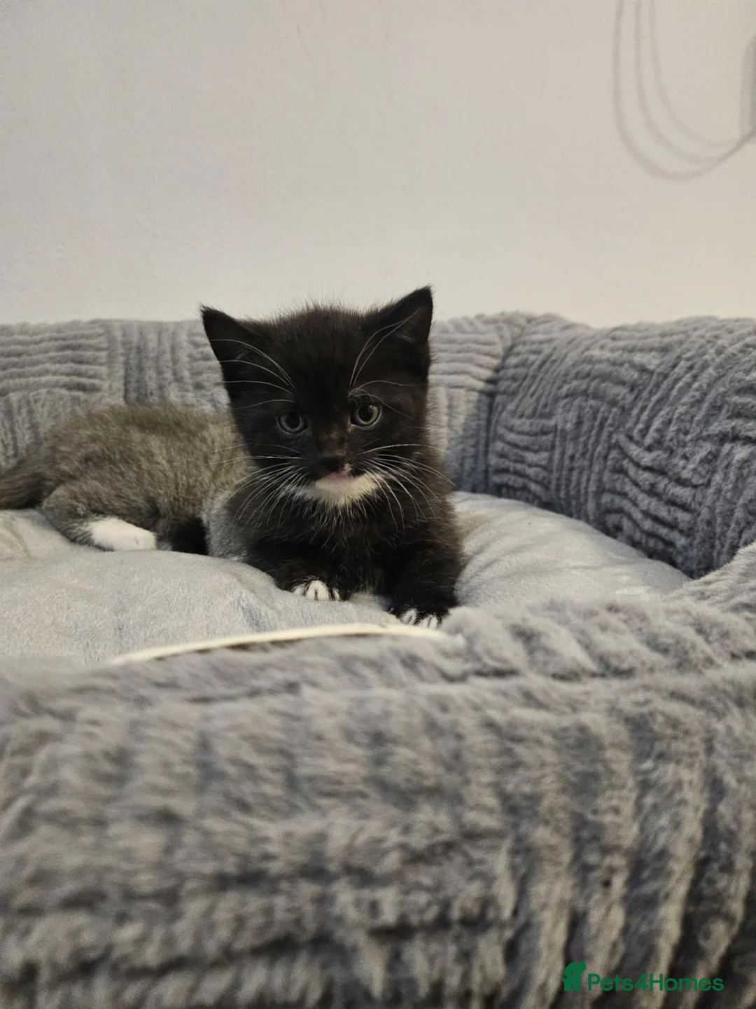Mixed Breed cats for sale: Two beautiful mixed with British shorthairs  in Basildon - Advert 2