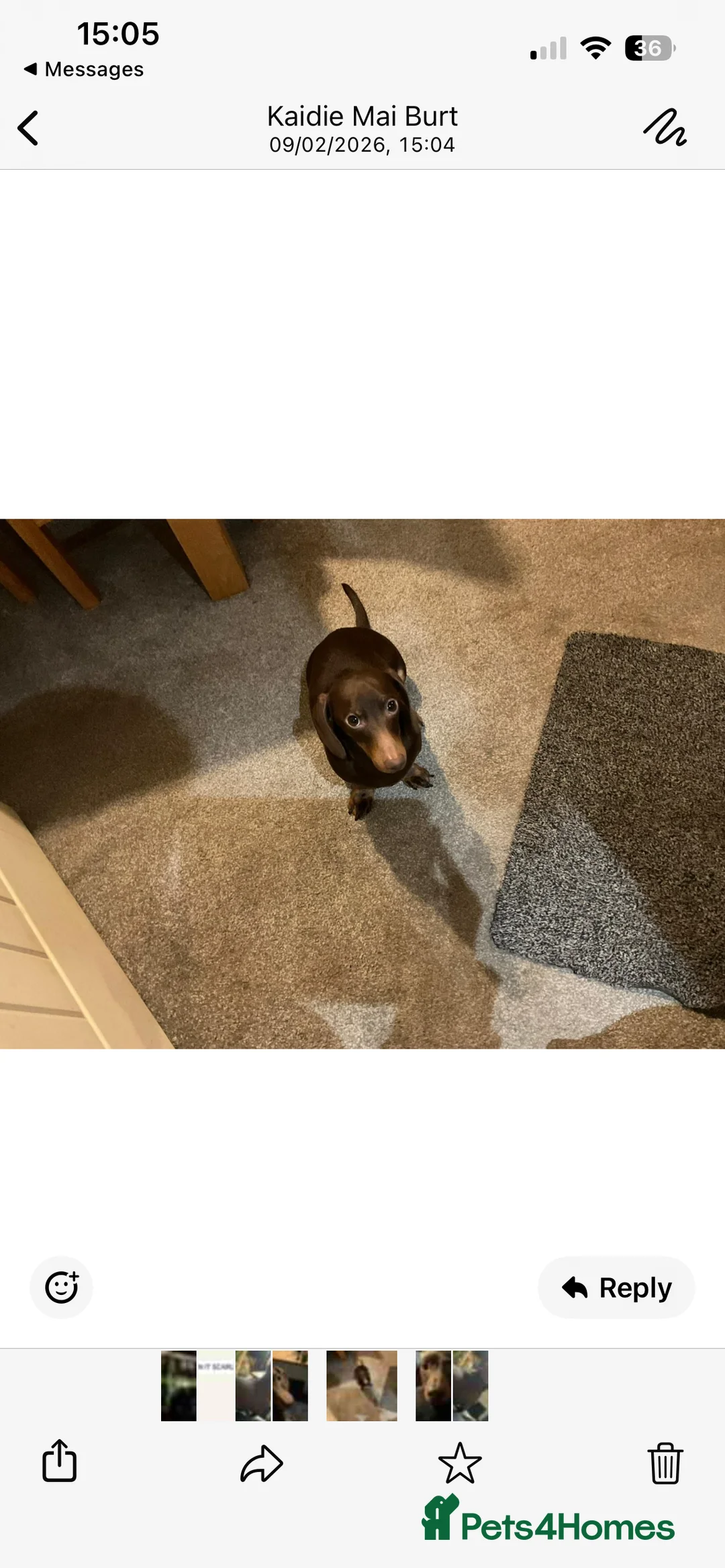 Dachshund dogs for sale: Rolo is a male 2 year old minature dacshund - Advert 2