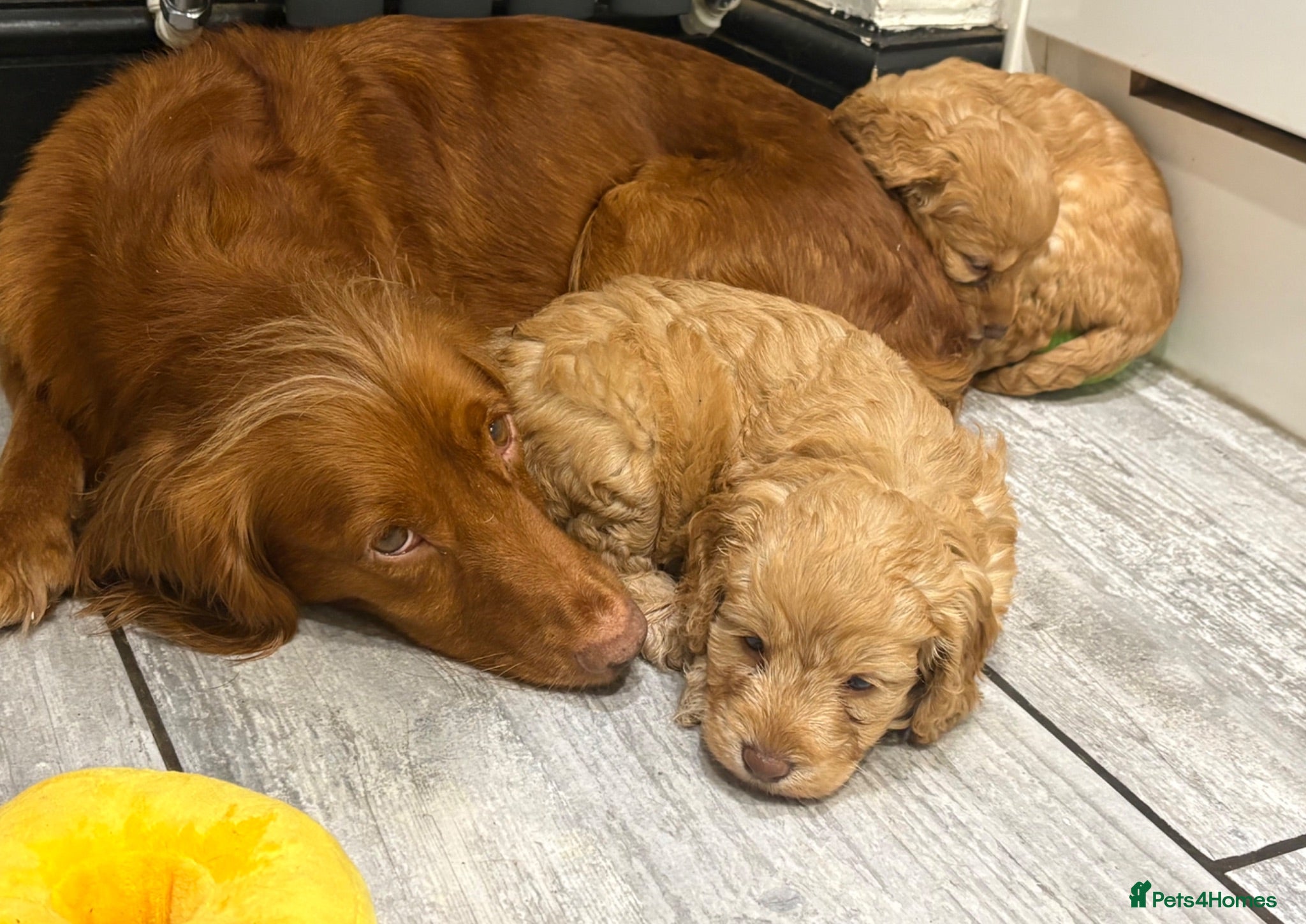 Cockapoo dogs Beautiful f1 cockerpoos - Advert 1