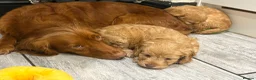 Cockapoo dogs for sale: Beautiful f1 cockerpoos in Middlesbrough - Advert 1