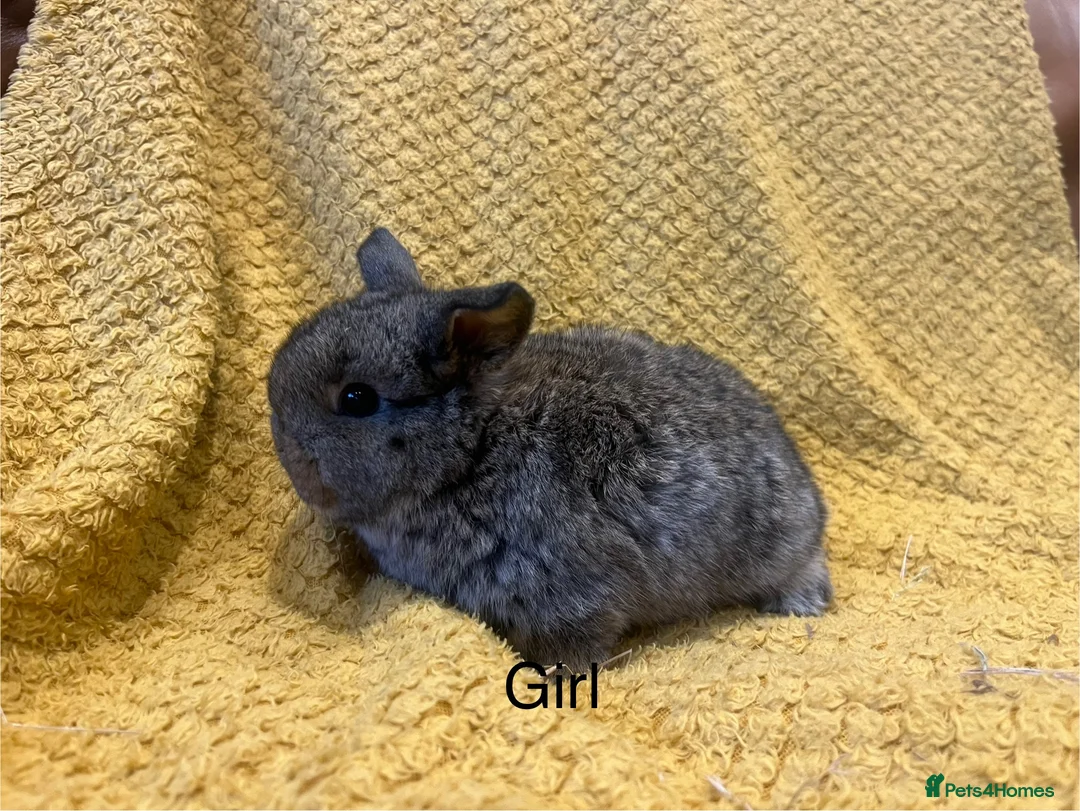 Mini Lop rabbits for sale: Mini lops  and mini double maned lionheads  - Advert 11