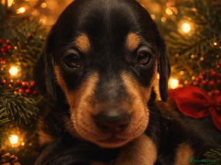 Miniature Dachshund dogs STUNNING MINI BOY - Advert 6