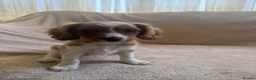 Cavalier King Charles Spaniel dogs for sale: Cavalier king charles spaniels  - Advert 5