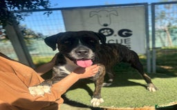 Mixed Breed dogs for adoption: Elle - 4 years old, Gorgeous Brindle Girl - Image 1