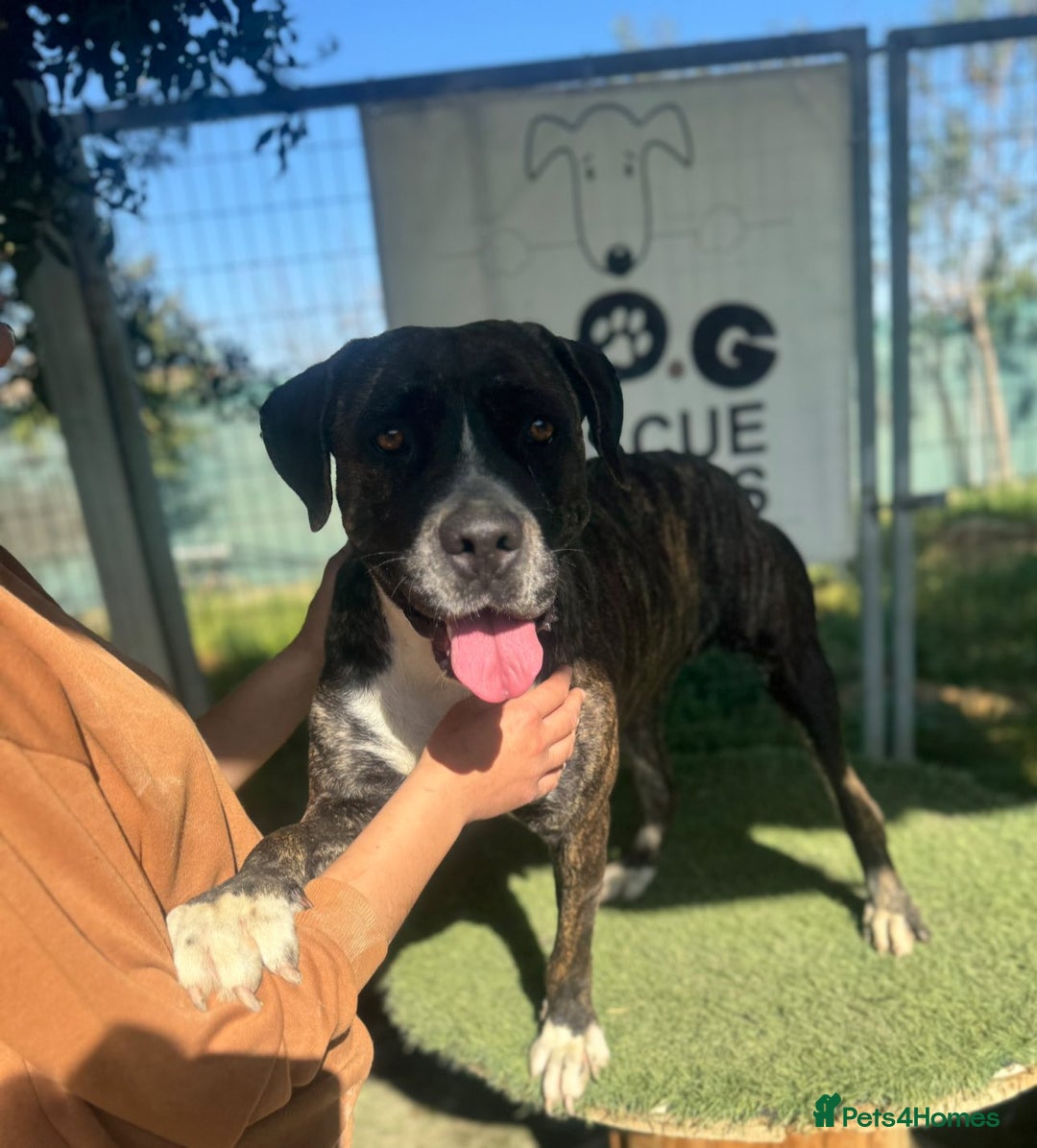 Mixed Breed dogs for adoption: Elle - 4 years old, Gorgeous Brindle Girl - Image 1