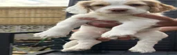 Cocker Spaniel dogs for sale: Red and Lemon & White Working Cocker Spaniels - Advert 19