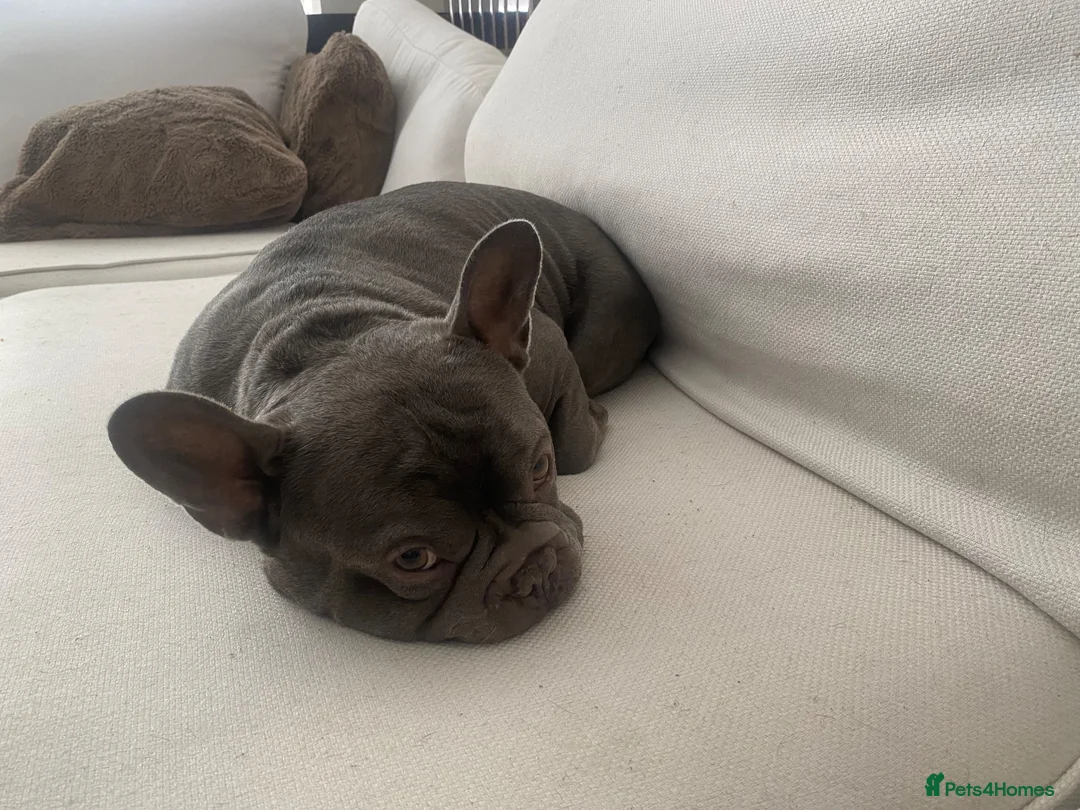 French Bulldog dogs for adoption: OUR BROKEN MINI HIPPO; SEARCHING FOR A FAMILY 💔🦛 - Advert 5