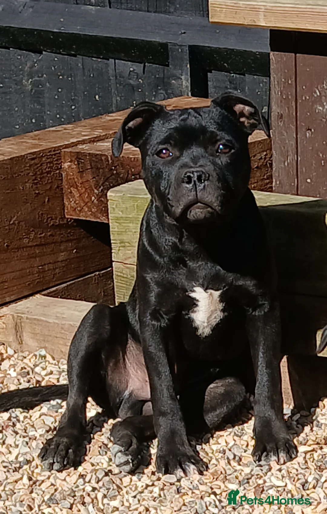 Staffordshire Bull Terrier dogs for sale: KC Black staffordshire bull terrier  - Advert 1