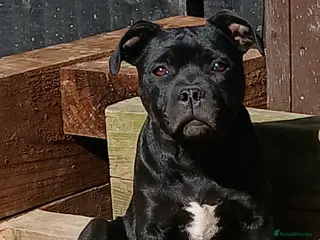 Staffordshire Bull Terrier dogs for sale: KC Black staffordshire bull terrier - Advert 3