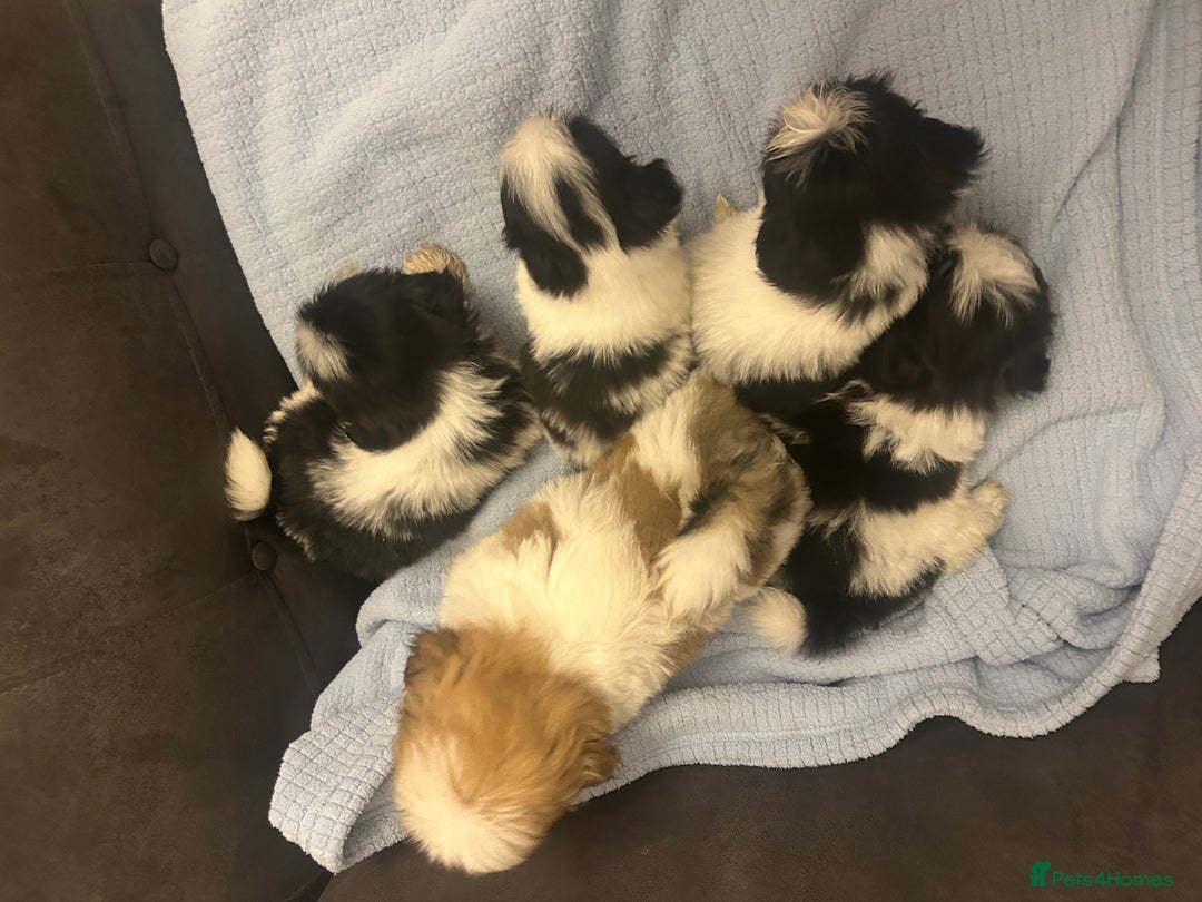 Shih Tzu dogs for sale: Shih tzu pups for sale  - Image 16
