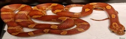 Corn Snake reptiles for sale: Corn snake  100%het palmettos het hypo - Advert 3