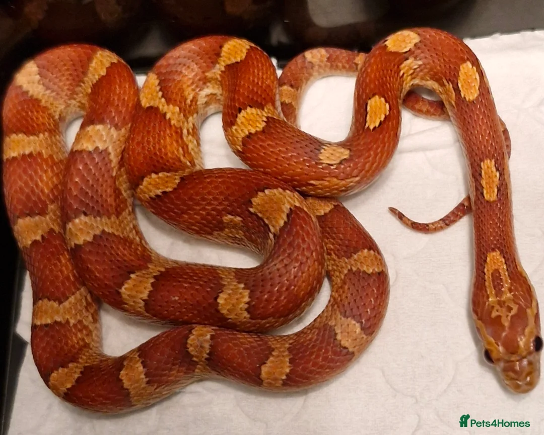 Corn Snake reptiles for sale: Corn snake  100%het palmettos het hypo - Advert 3
