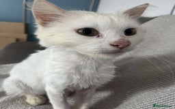 Mixed Breed cats for adoption: 🪴Monty🪴 for adoption, fostered in LONDON - Image 2