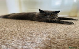 British Shorthair cats for sale: BRITISH SHOR HAIR BLUE - Image 6