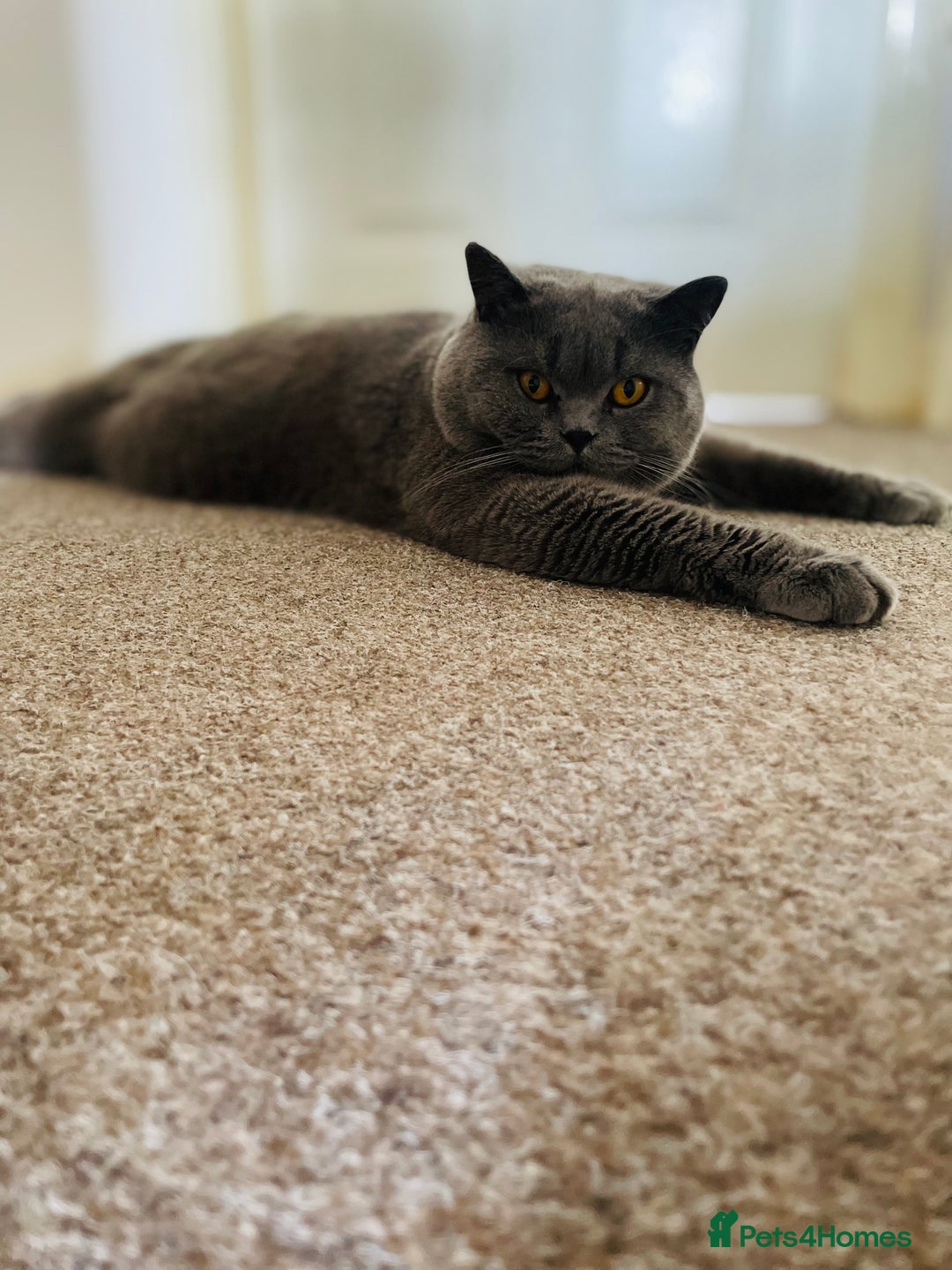 British Shorthair cats for sale: BRITISH SHOR HAIR BLUE - Image 6