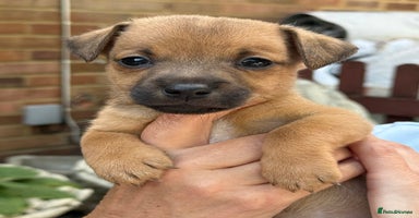 Jack Russell dogs - Advert 4