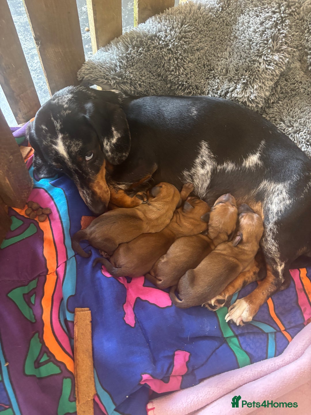 Miniature Dachshund dogs for sale: Miniature dachshund puppies  - Advert 20