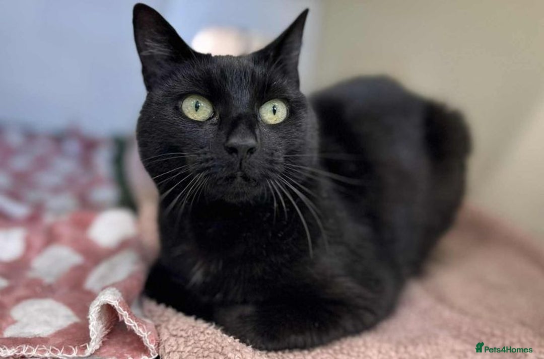 Domestic Shorthair cats for adoption: Ruby  - Image 3