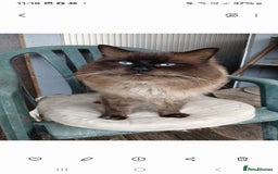 Mixed Breed cats for sale: British long hair cross Ragdoll  - Image 9