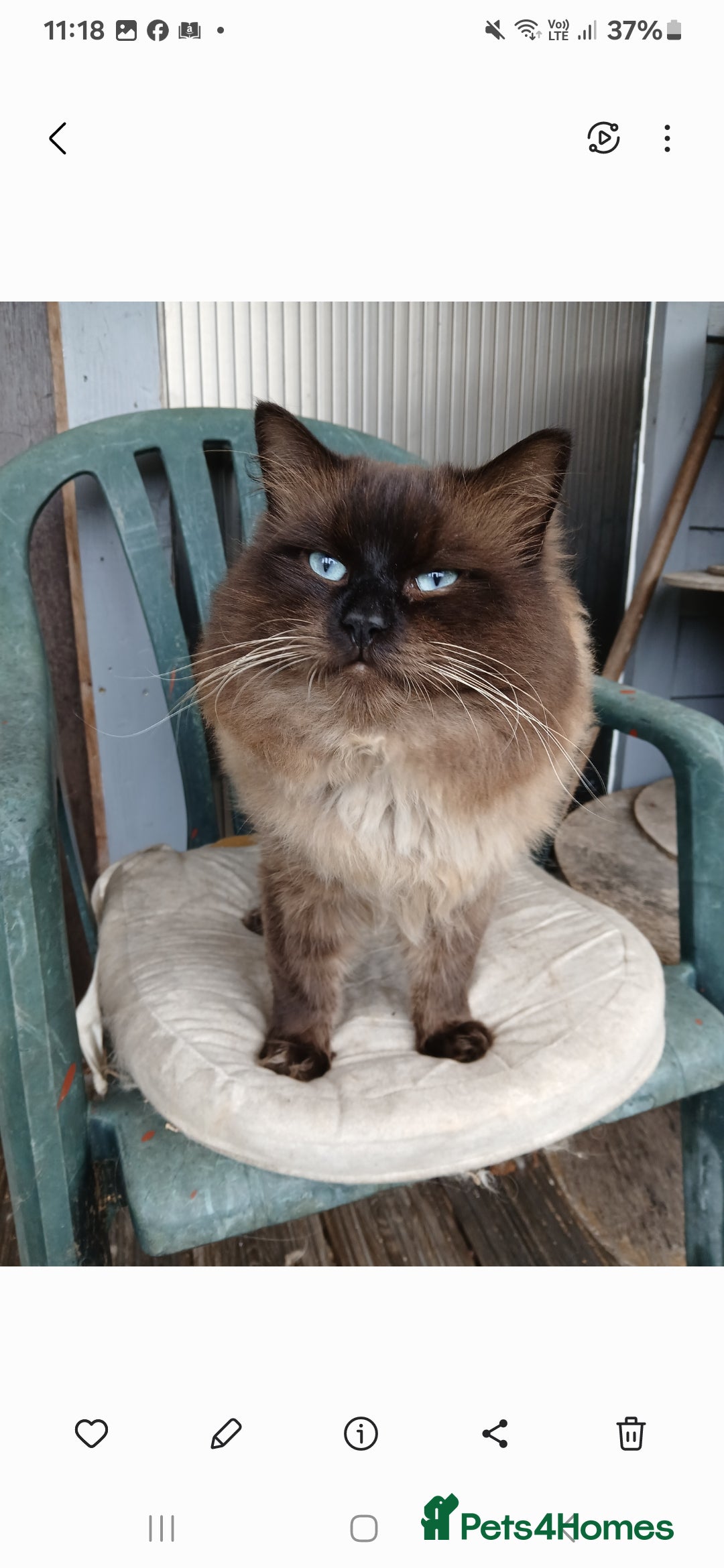 Mixed Breed cats for sale: British long hair cross Ragdoll  - Image 9