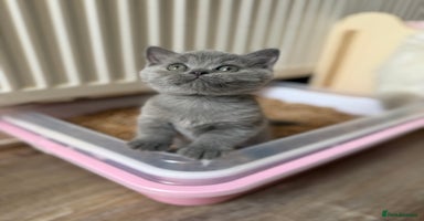 British Longhair cats - Advert 13