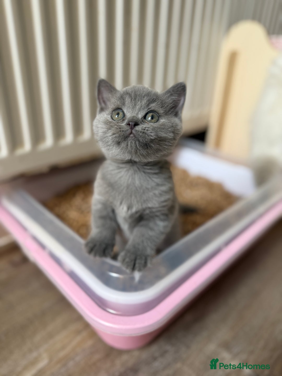 British Longhair cats for sale: Beautiful British longhair and shorthair kittens  - Image 2