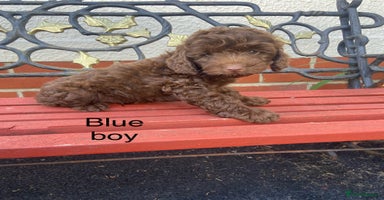 Cockapoo dogs - Advert 13