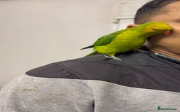 Conures birds for sale: Yellow headed semi tamed talking Lori  - Image 3