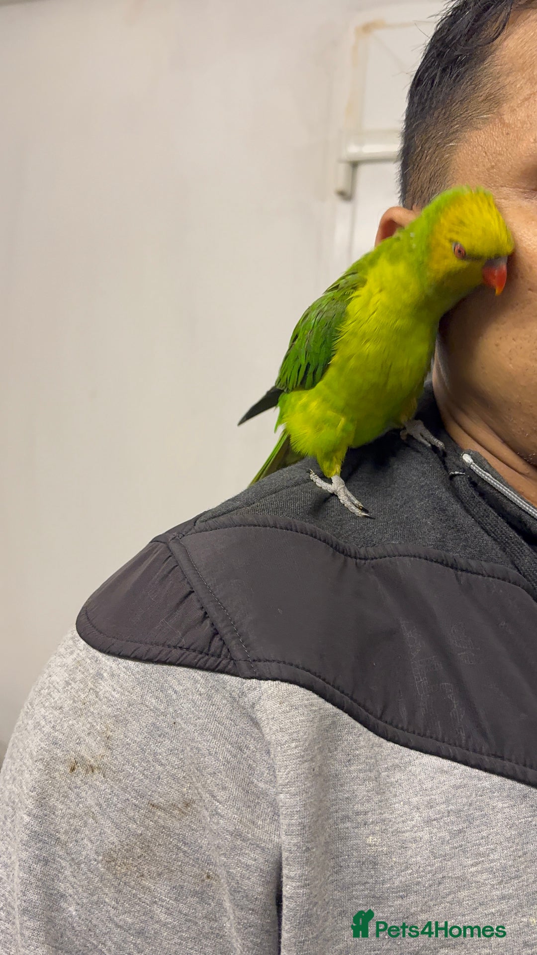 Conures birds for sale: Yellow headed semi tamed talking Lori  - Image 3