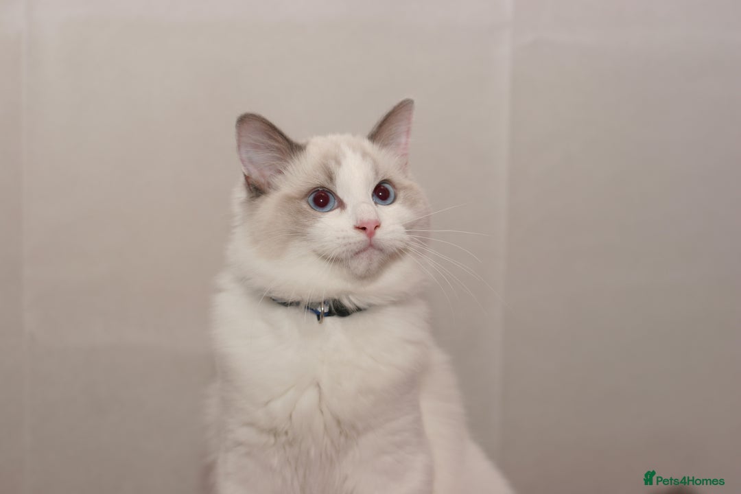 Ragdoll cats for sale: Last 1 Ragdoll kittens TICA registered boy - Advert 25