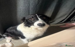 Border Collie dogs for sale: Female collie 10 months  - Image 1