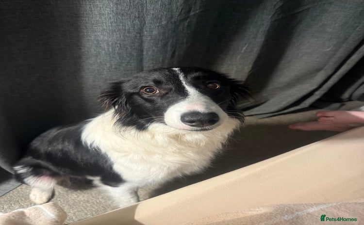 Border Collie dogs - Advert 1