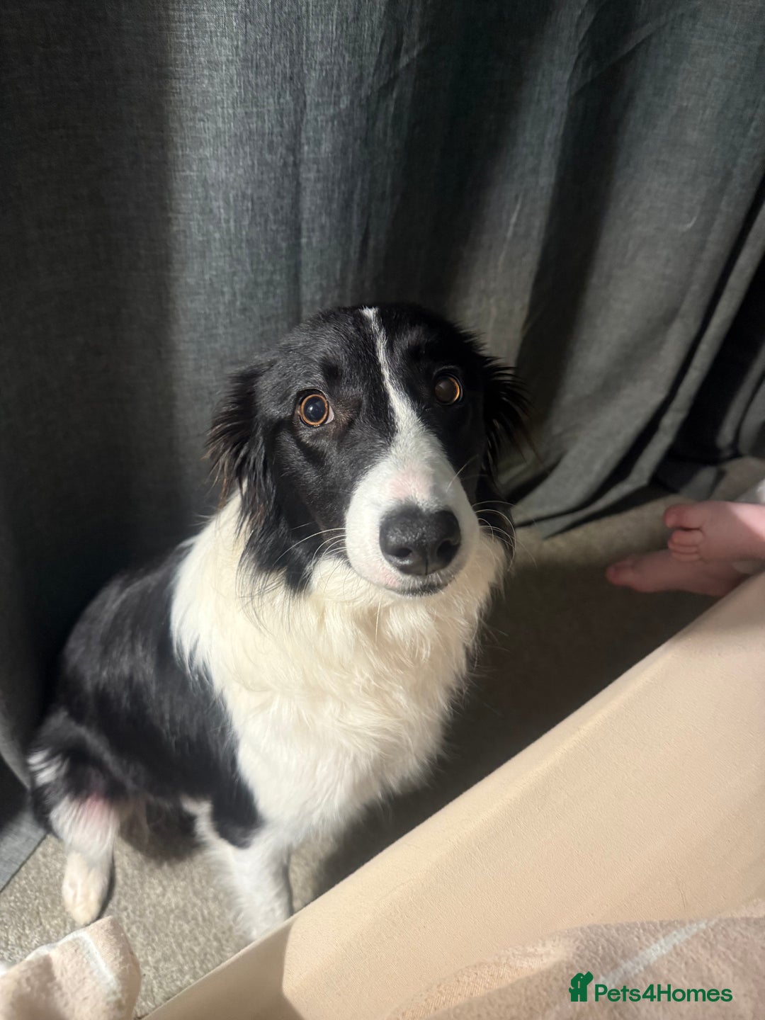 Border Collie dogs for sale: Female collie 10 months  - Image 1