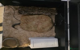 Python Snake reptiles for sale: Mahogany Morph Mojave Ball Python   - Image 4