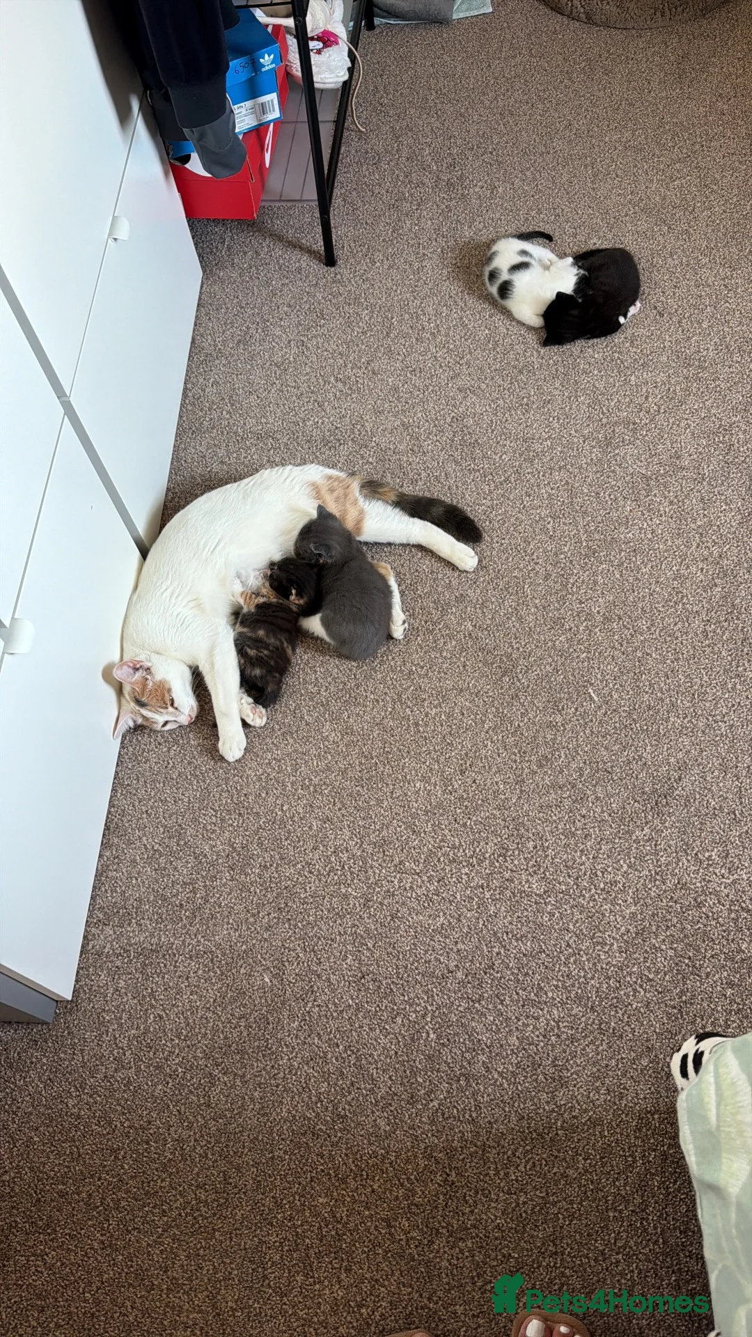 Domestic Shorthair cats for sale: Oreo💙 & Pookie💕 - Advert 1