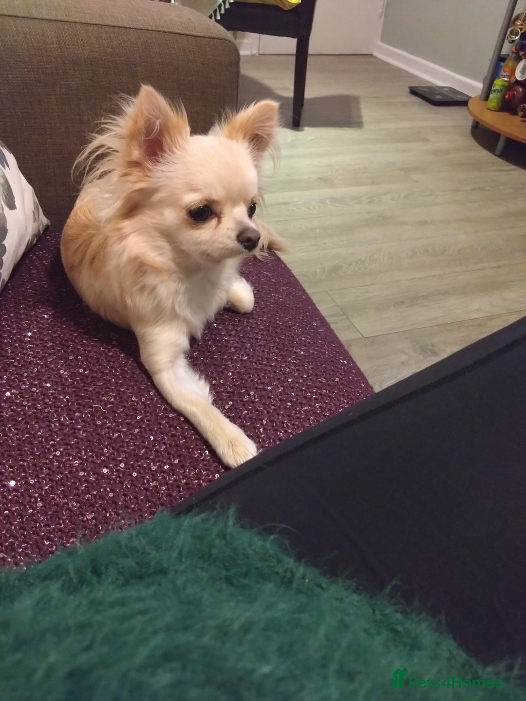 Chihuahua dogs for sale: Pure Chihuahua puppies  - Advert 2