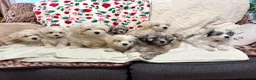 Bichon Frise dogs for sale: Bichon puppys for sale - Advert 2
