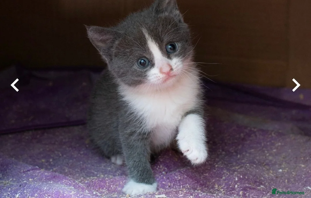 Mixed Breed cats for sale: Beautiful kitten  - Advert 2
