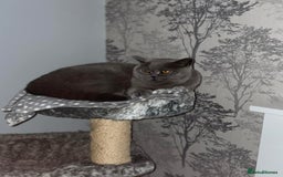 British Shorthair cats for sale: British shorthairs - Blue - Image 12
